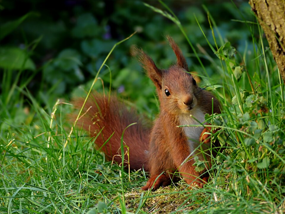 Mammal rodent young