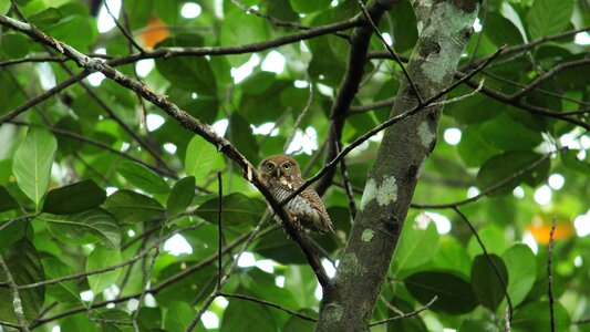 Avian nature cute