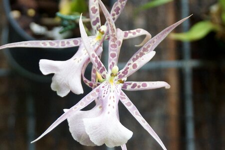 Flower orchid beautiful