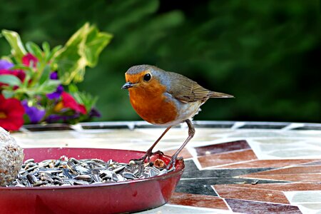 Erithacus rubecula songbird foraging photo