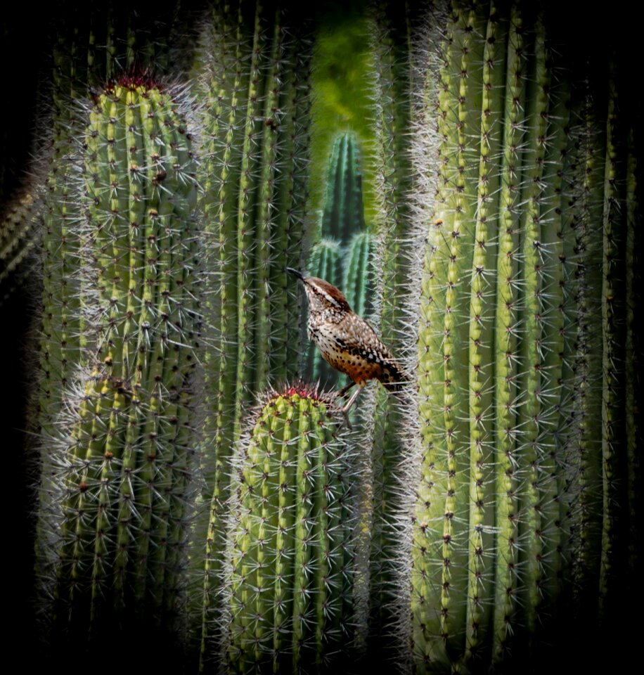 Arizona desert southwest