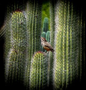 Arizona desert southwest photo