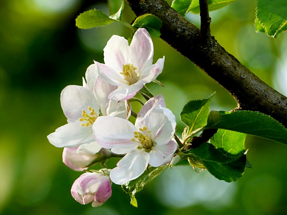 Malus apple blossom pink white