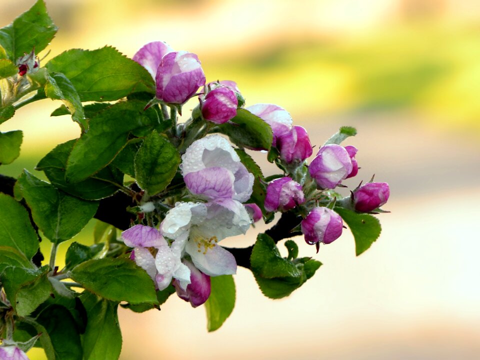 Malus apple blossom pink white