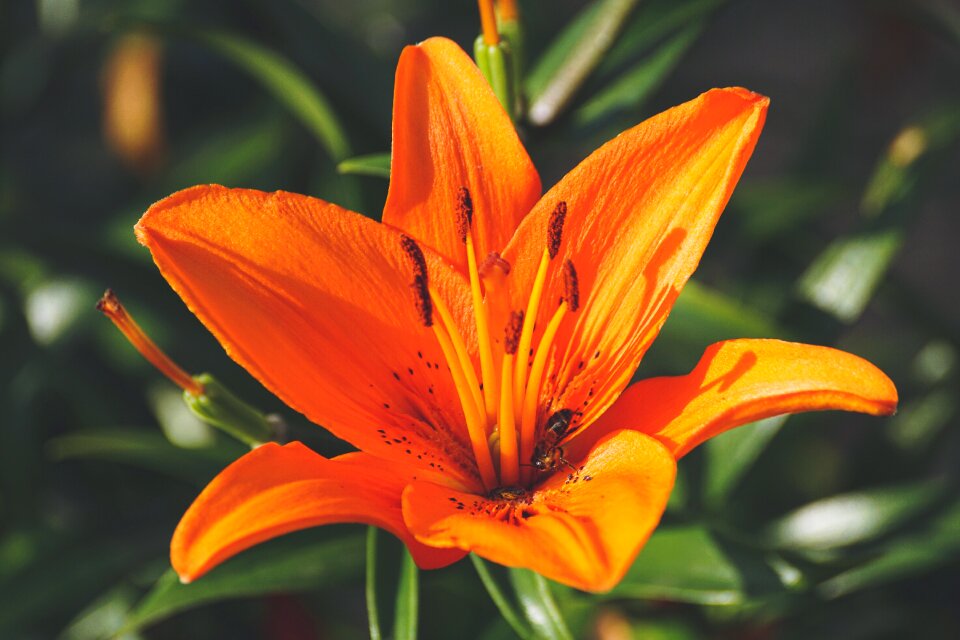 Bloom flower plant