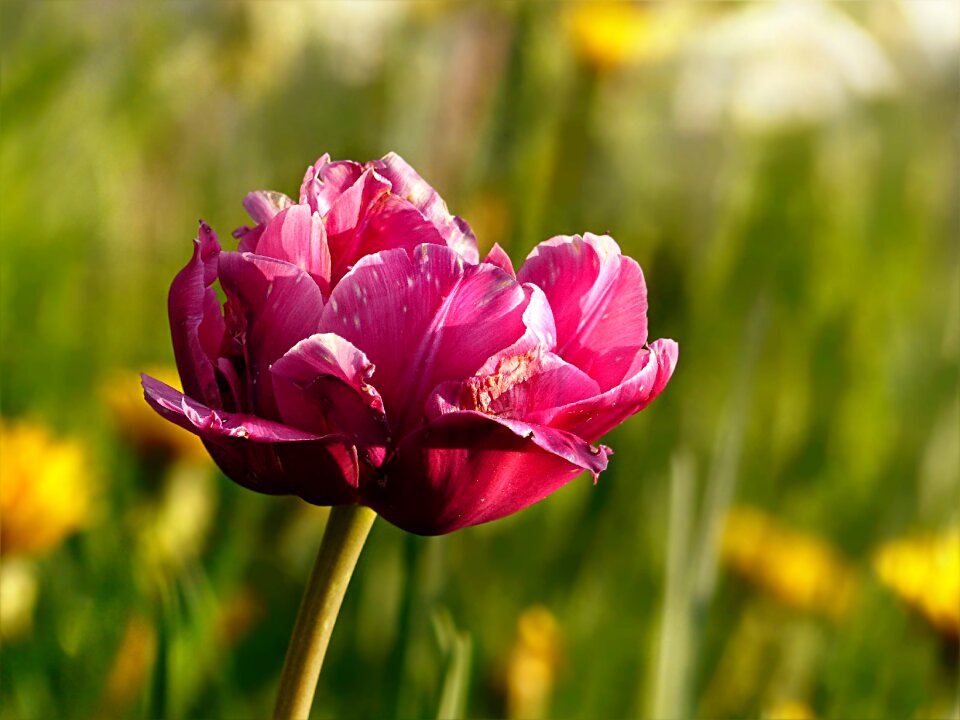 Tulipa pink white macro-recording