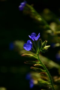 Spring plant purple photo