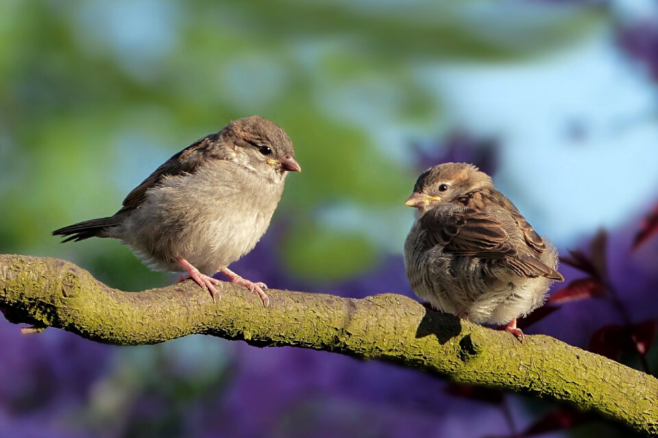 Sperling passer domesticus couple