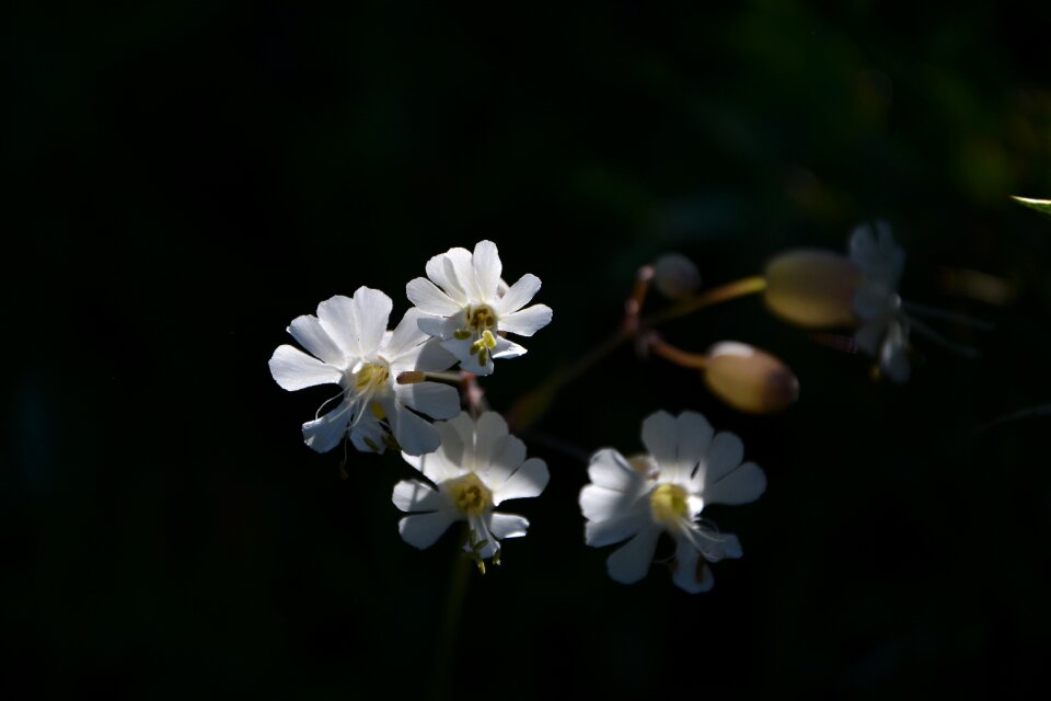 White flowers decorative flower