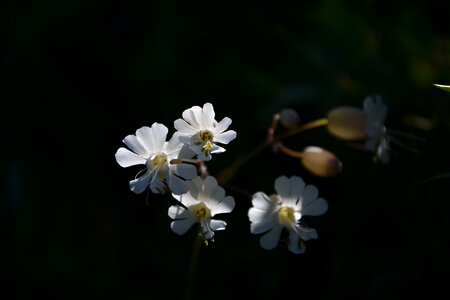 White flowers decorative flower