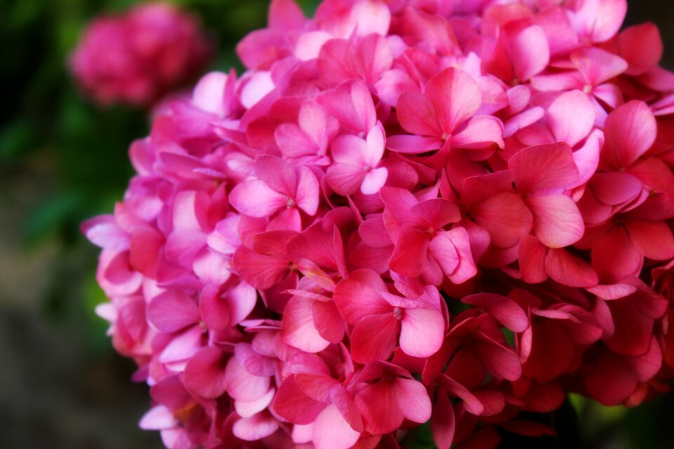 Pink summer garden