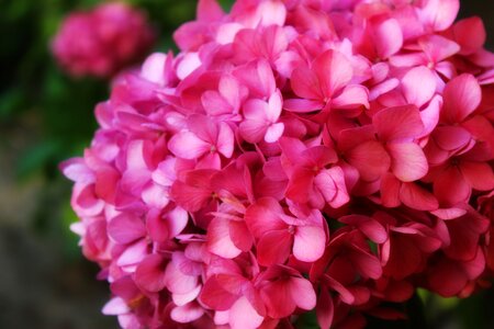Pink summer garden