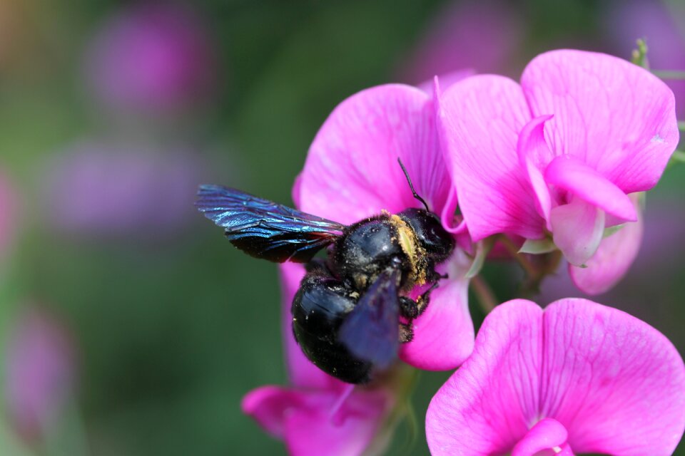 Insect carpenter bee Free photos