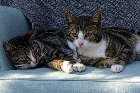 Felis catus grey white lying