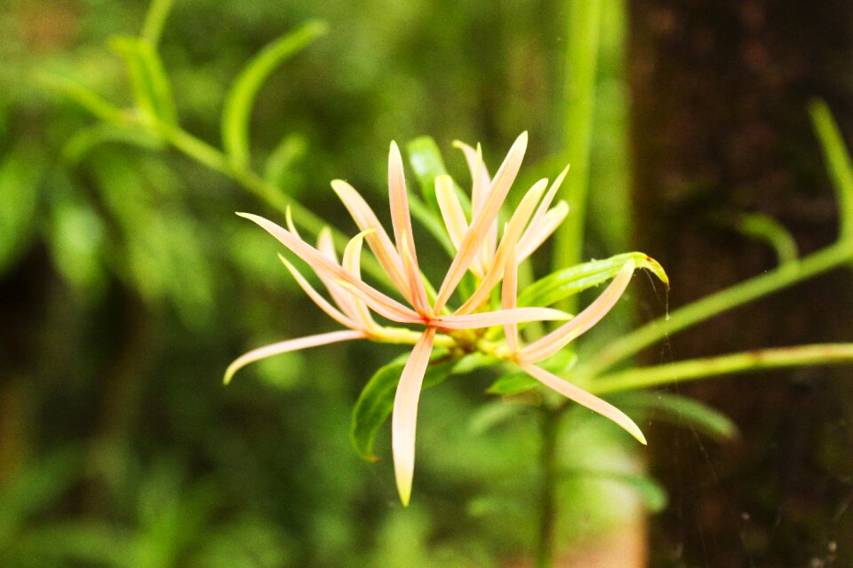 Fauna floral nature