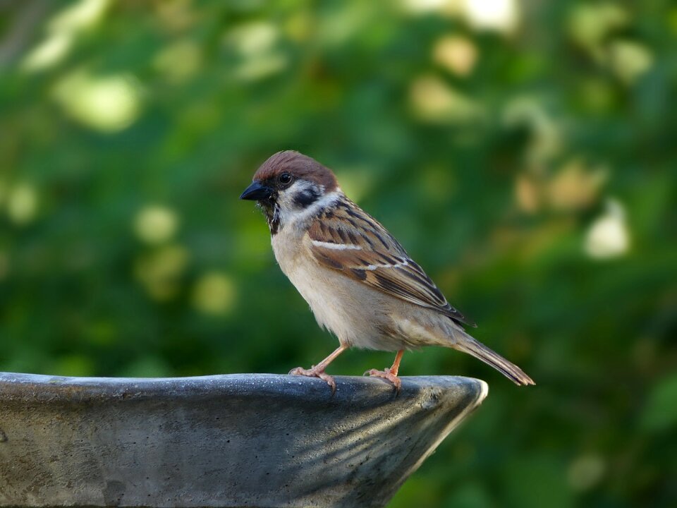 Sperling passer domesticus songbird