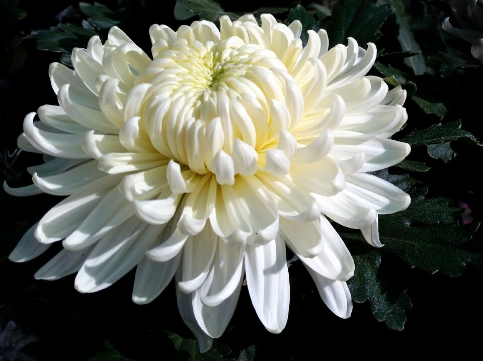 Flower flora summer