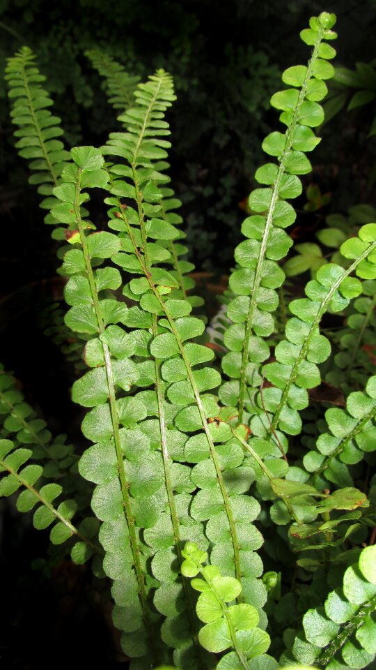 Garden nature plant