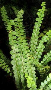 Garden nature plant