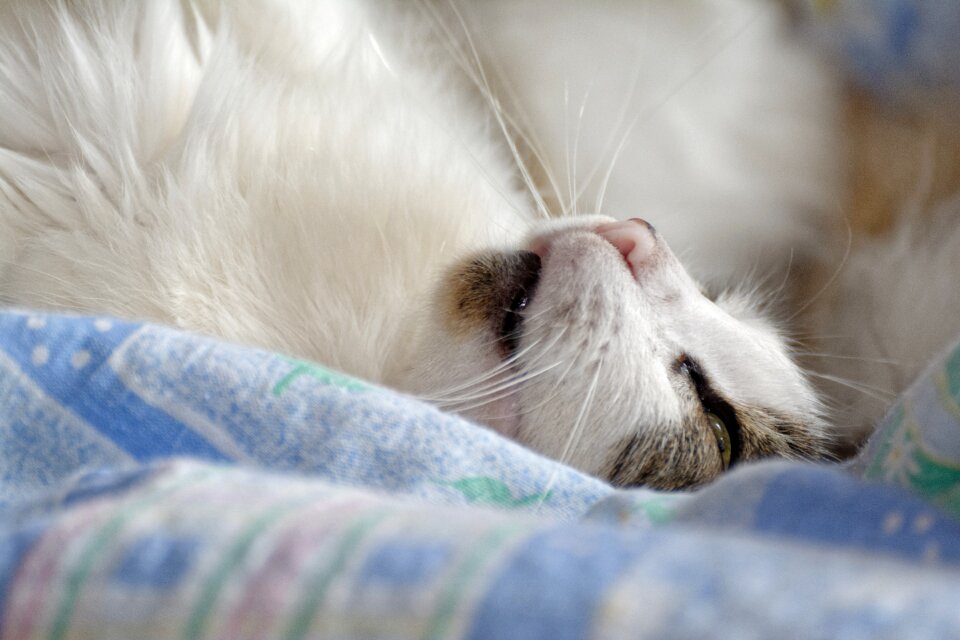 Kitten sleepy downy