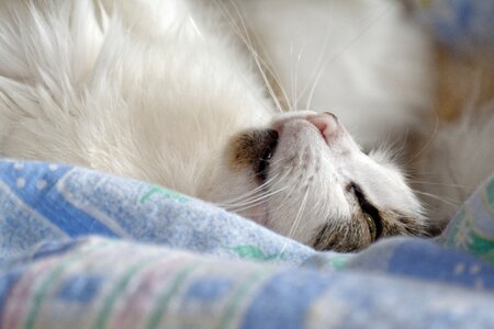 Kitten sleepy downy