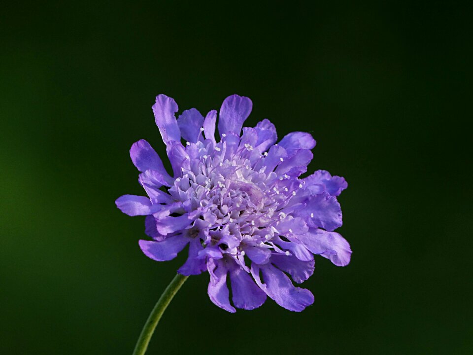 Scabioasa columbaria blue pretty