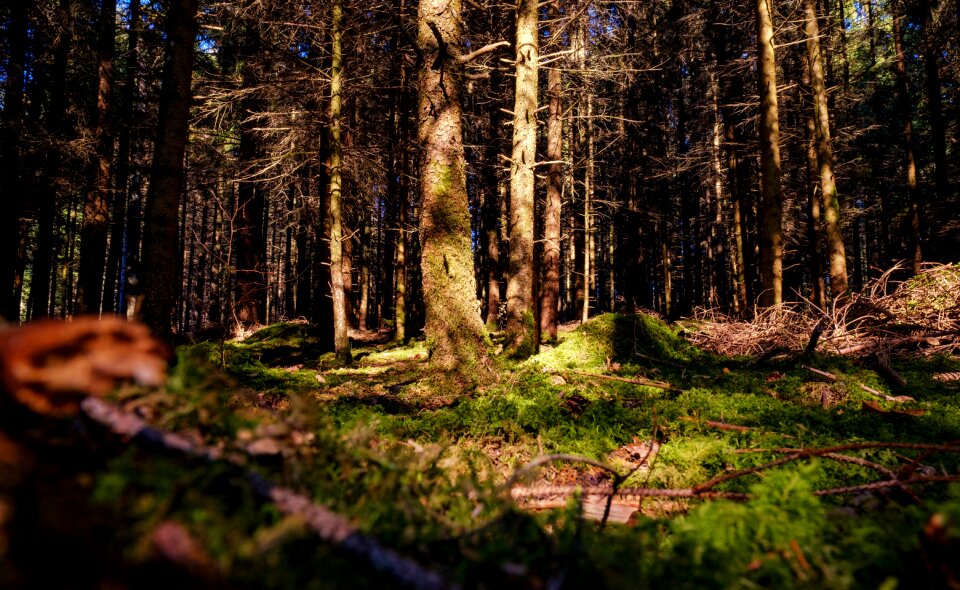 Light autumn ground