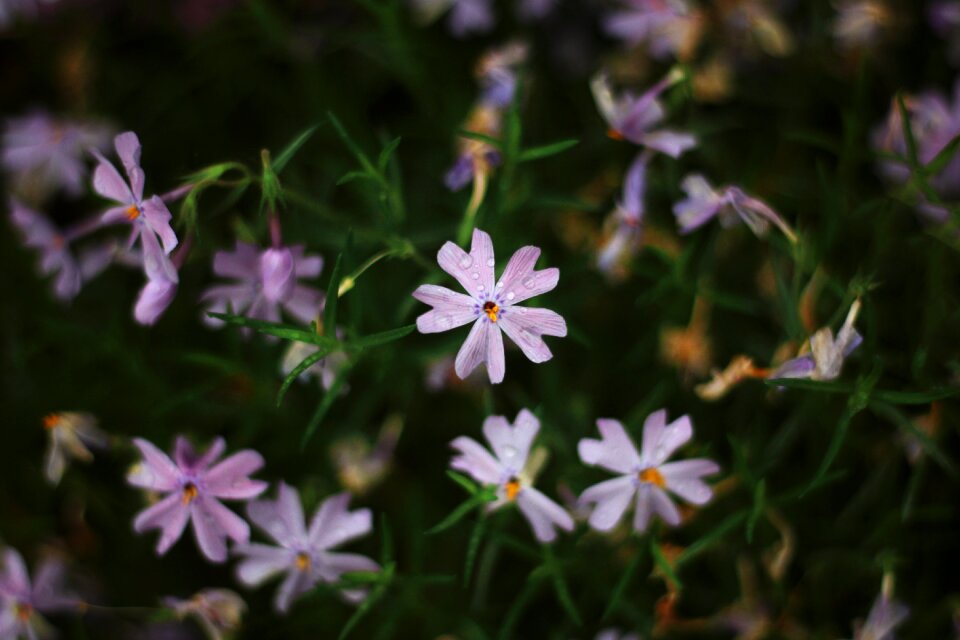 Summer flora season