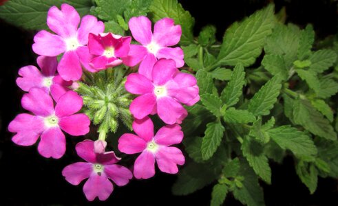 Plant nature flora