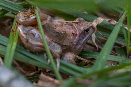 Animals green forest photo