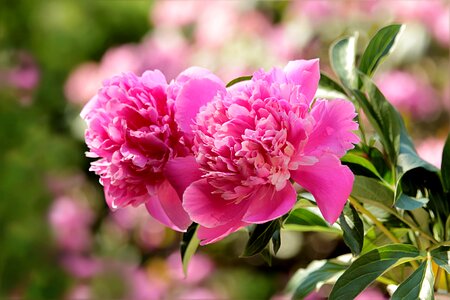 Peony paeonia pink