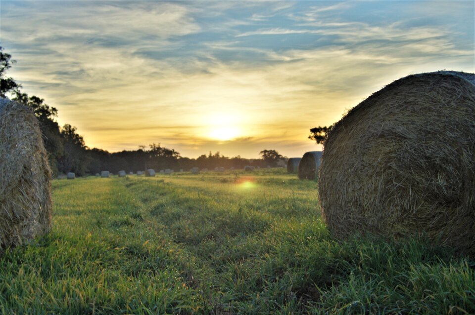 Harvest nature landscape