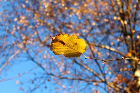 Hazelnut branch plant