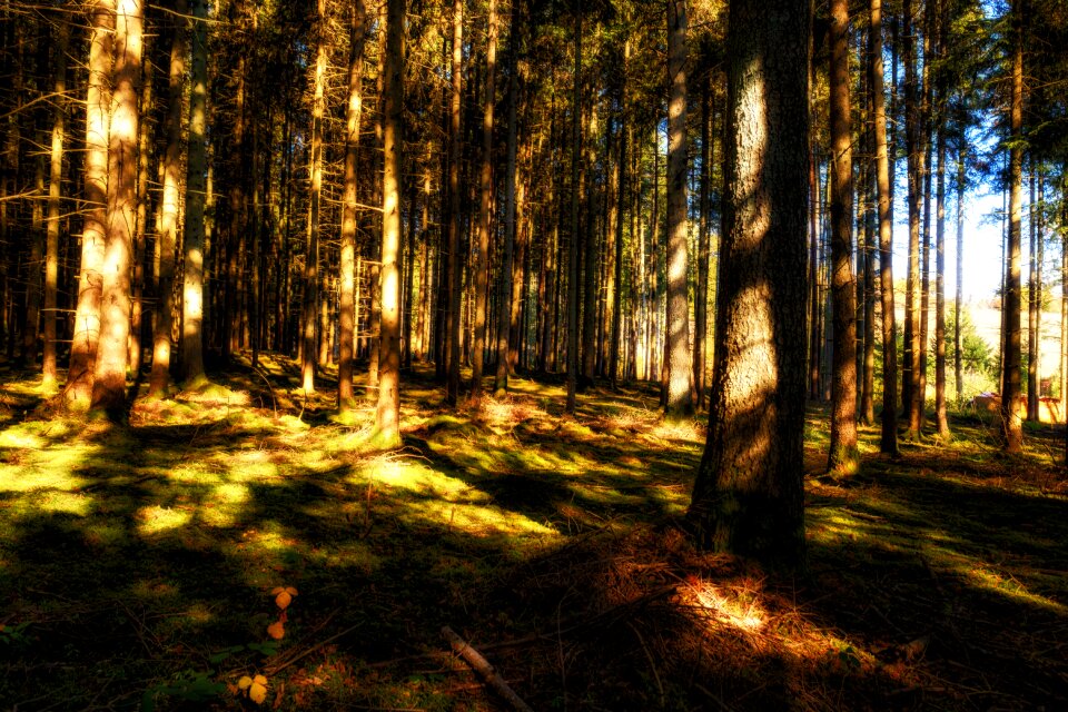 Light autumn moss