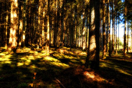 Light autumn moss