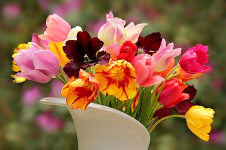 Tulipa colorful cut flowers