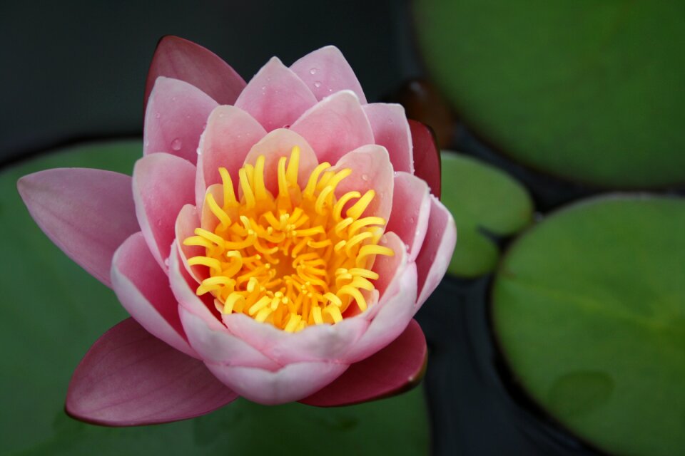 Pink pond nuphar lutea