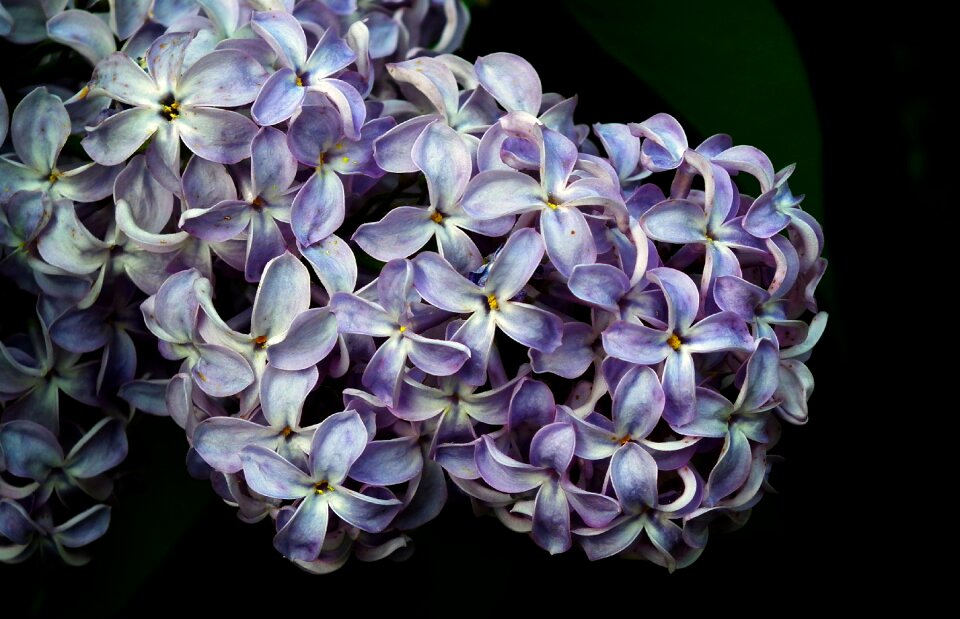 Nature floral garden