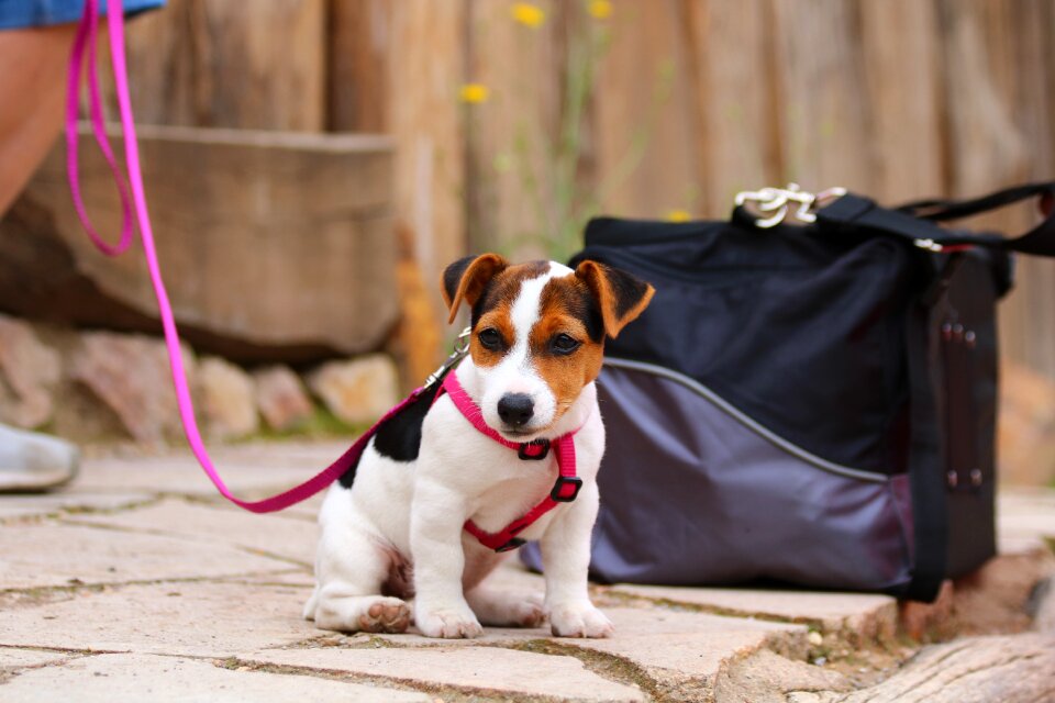 Dog animal brown puppy