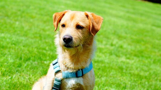 Cute adorable doggie