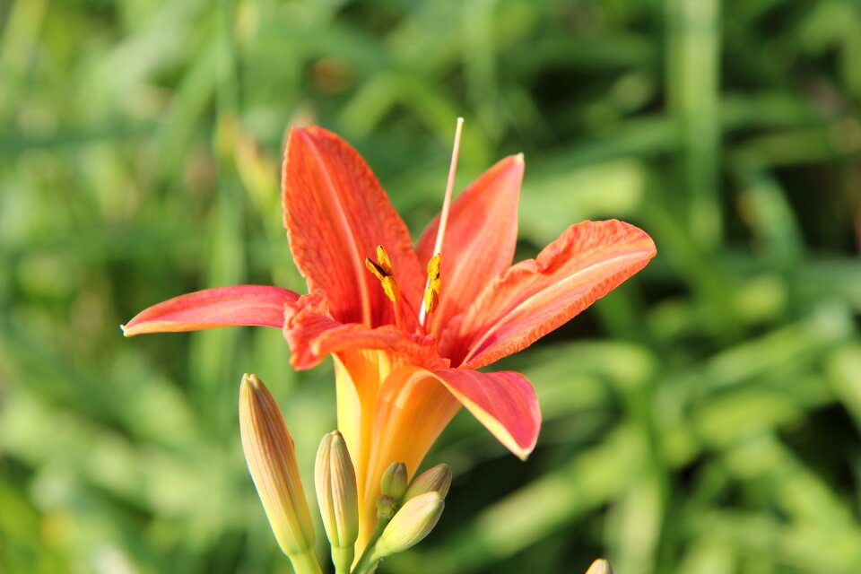 Flowering flowers orange