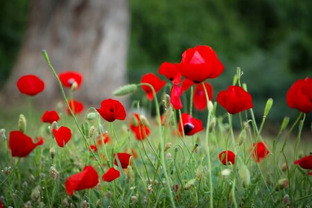 Summer close view romantic photo