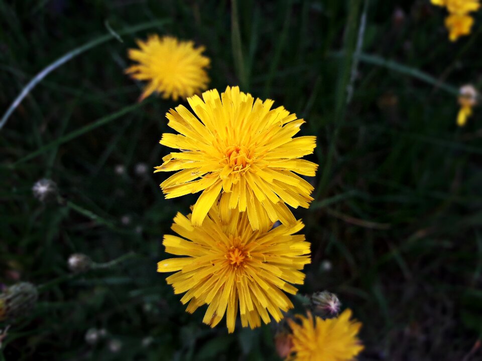 Nature a flower of the field park