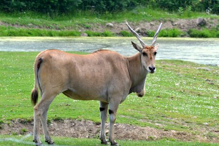 Common eland herbivore zoo animal