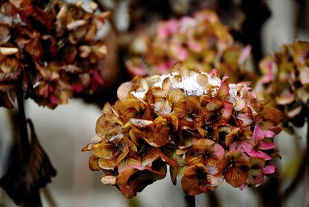 Snow garden ice