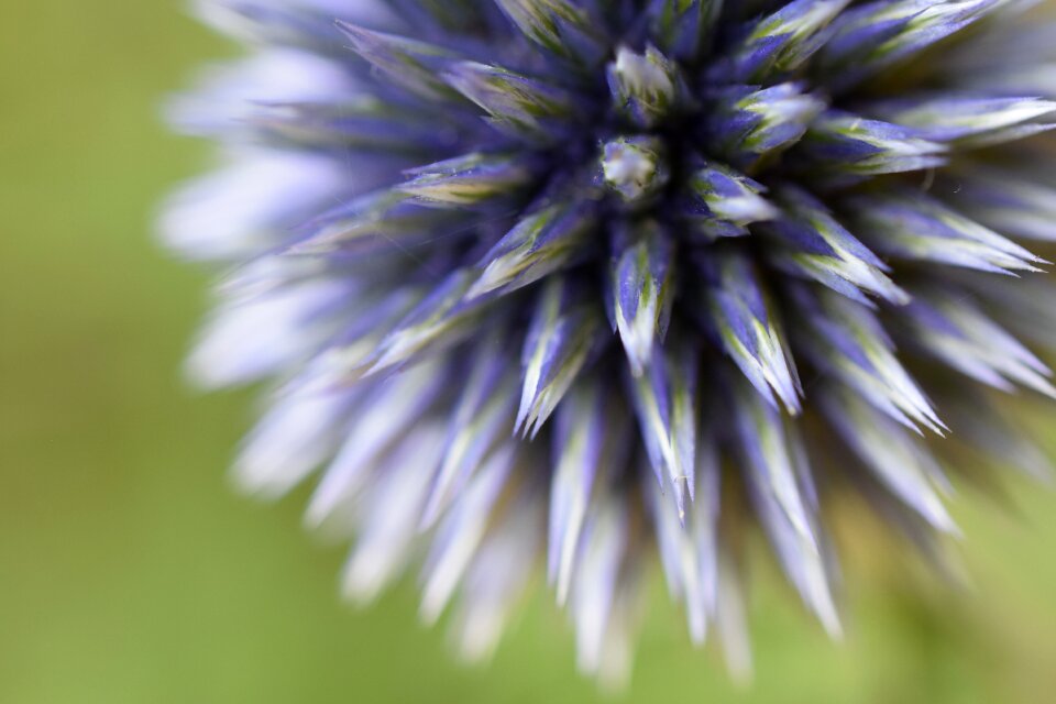 Plant nature flora