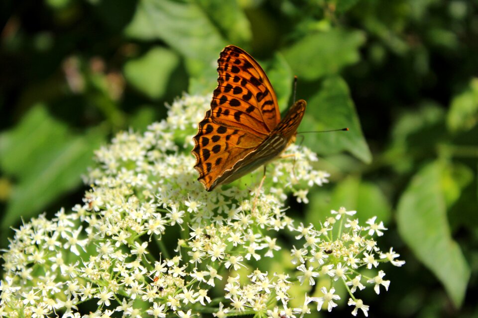 Insect summer colorful