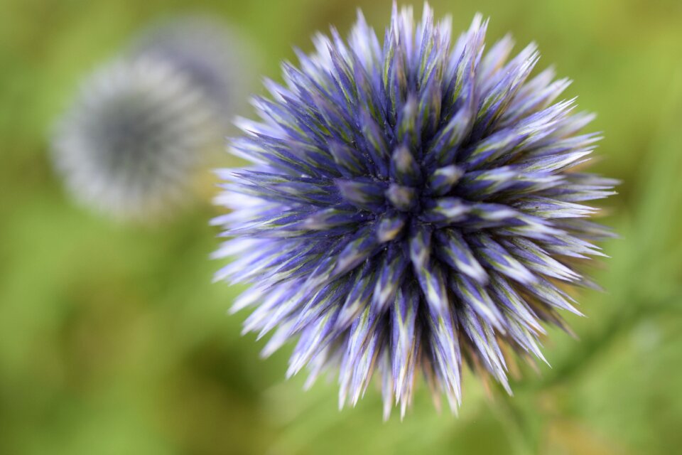 Plant nature flora