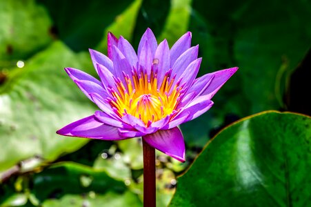 Lotus leaf nature pink lotus