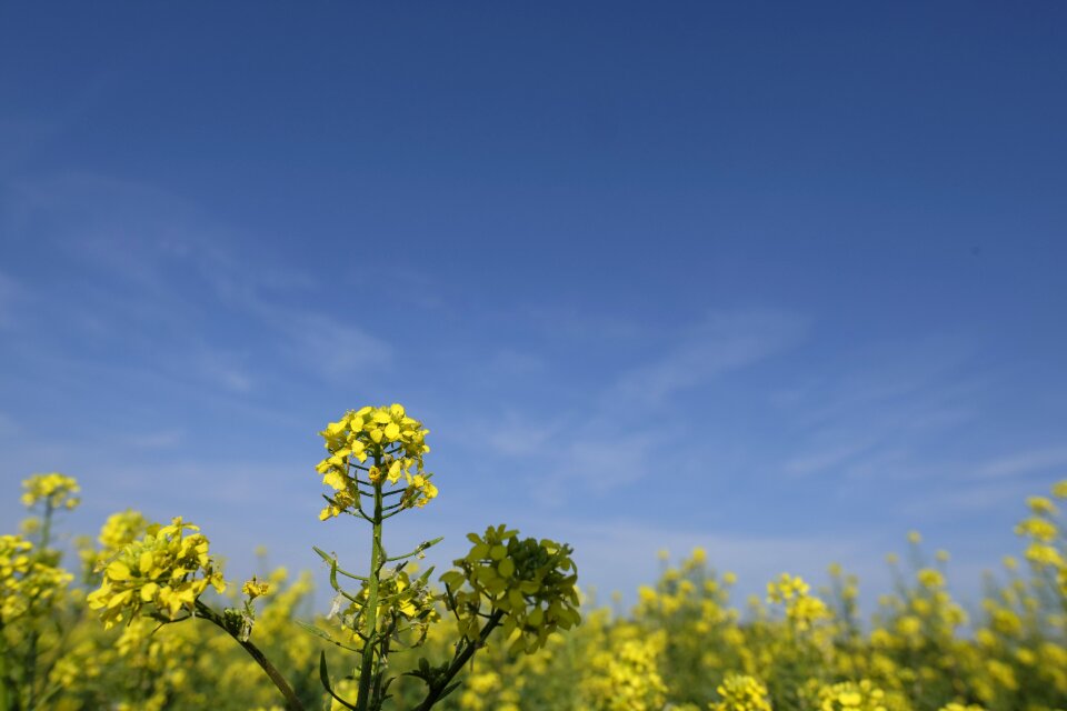 Bloom field agriculture